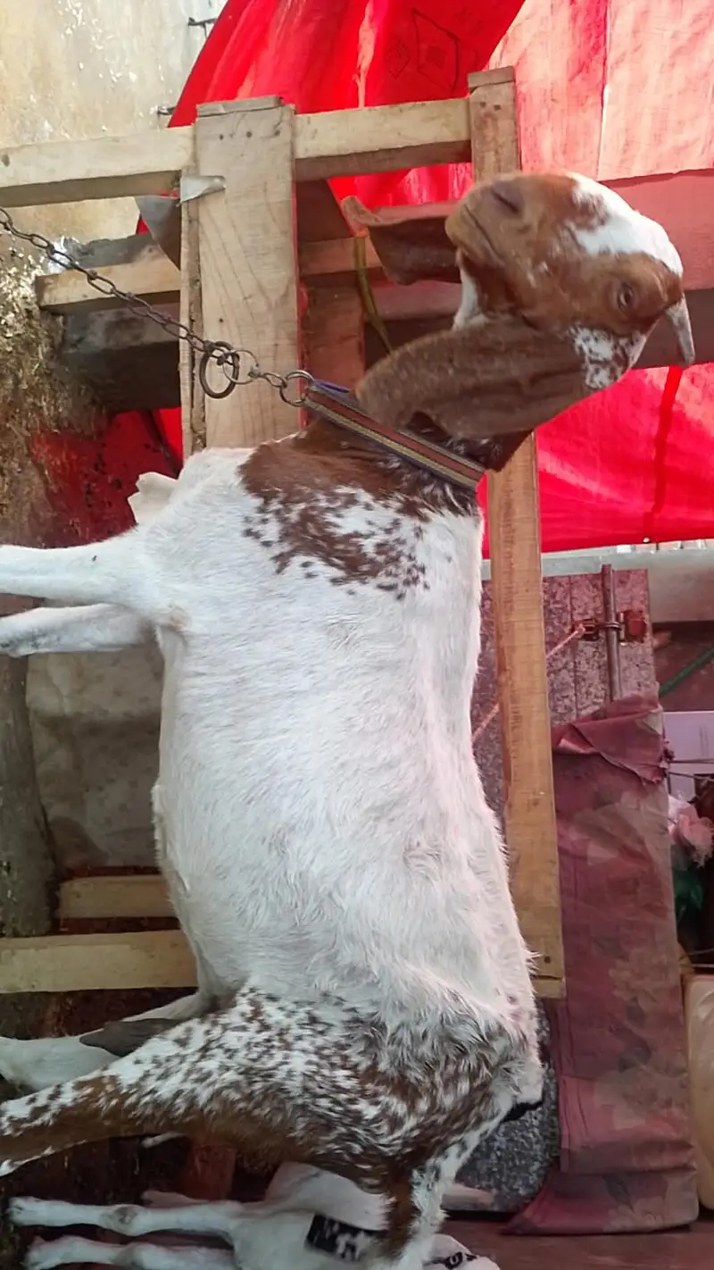maki cheni female bakri — photo 2