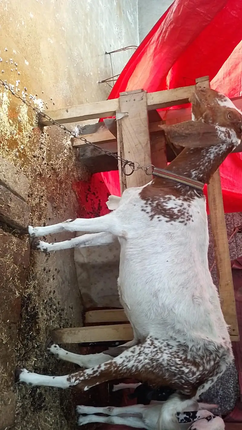 maki cheni female bakri — photo 3