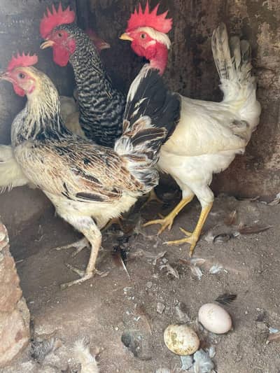 golden misri anda da rahi ha 2 murgha 3 murghiya