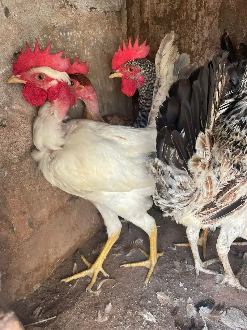 golden misri anda da rahi ha 2 murgha 3 murghiya — photo 2