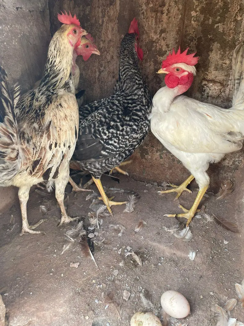 golden misri anda da rahi ha 2 murgha 3 murghiya — photo 3