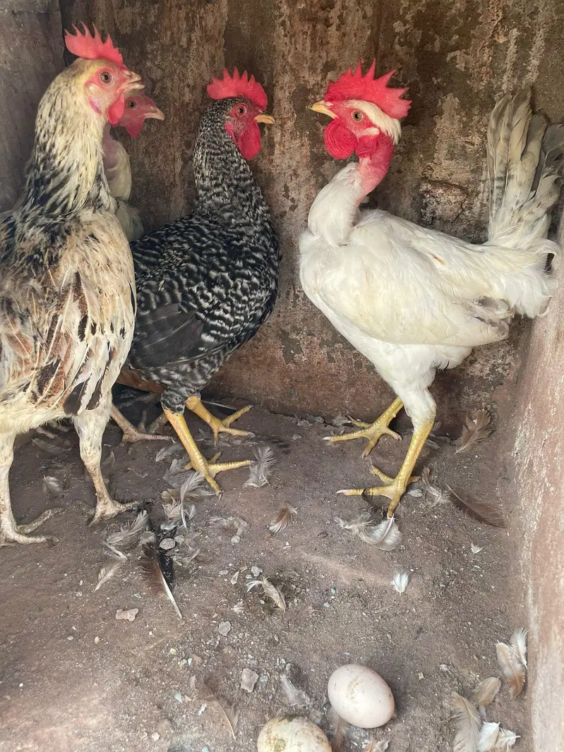 golden misri anda da rahi ha 2 murgha 3 murghiya — photo 5