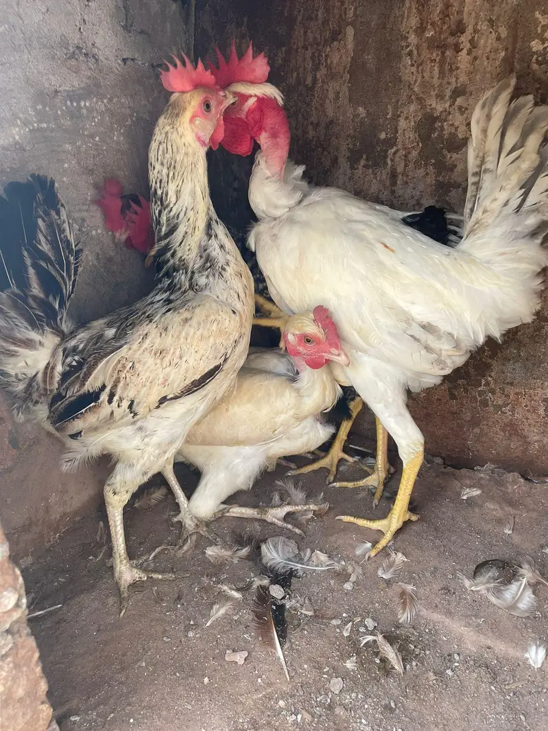 golden misri anda da rahi ha 2 murgha 3 murghiya — photo 6