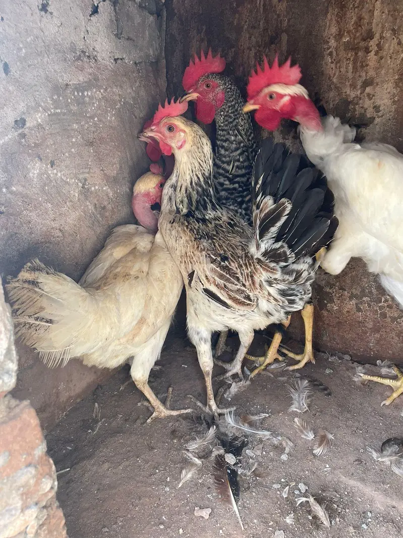 golden misri anda da rahi ha 2 murgha 3 murghiya — photo 7