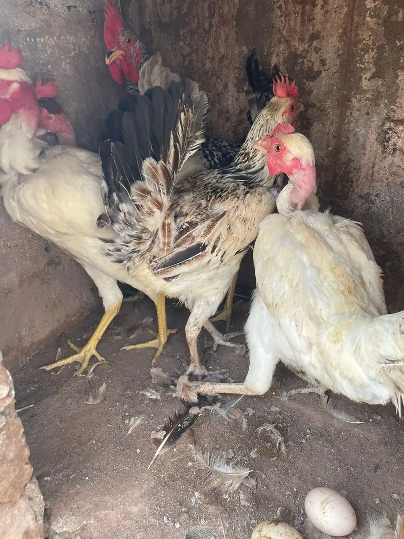 golden misri anda da rahi ha 2 murgha 3 murghiya — photo 8