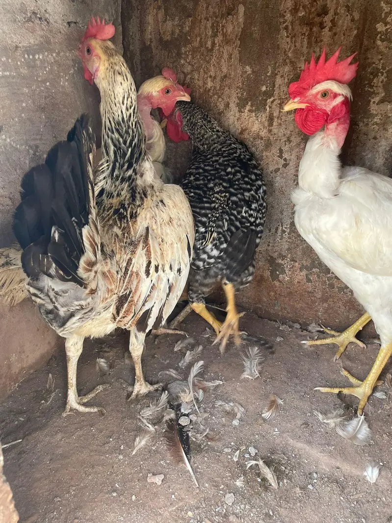 golden misri anda da rahi ha 2 murgha 3 murghiya — photo 9