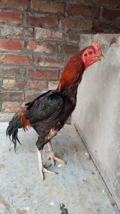 Aseel Thai cross Male for sale |