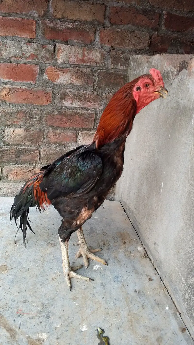 Aseel Thai cross Male for sale | — photo 4