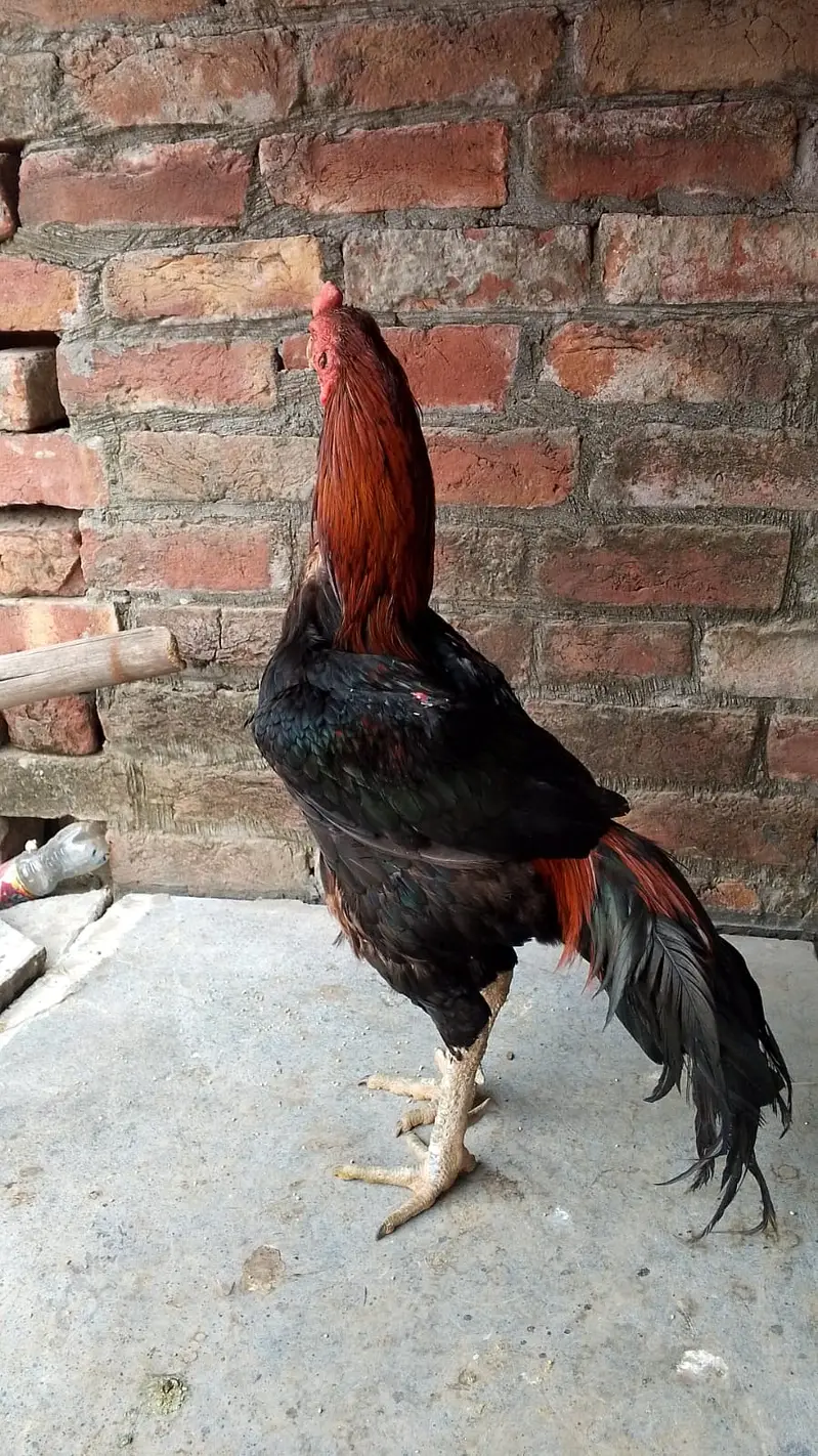 Aseel Thai cross Male for sale | — photo 5