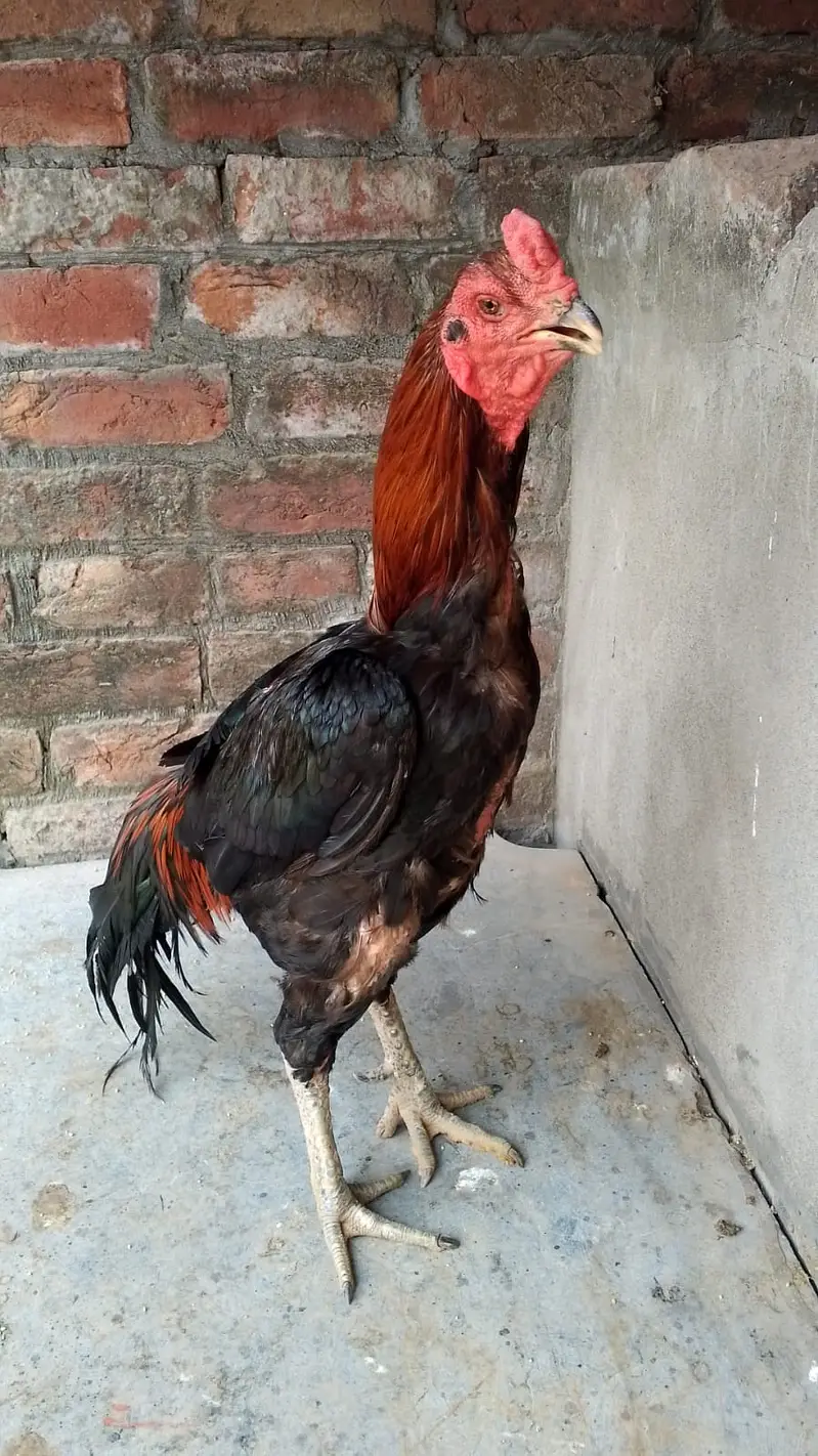 Aseel Thai cross Male for sale | — photo 6