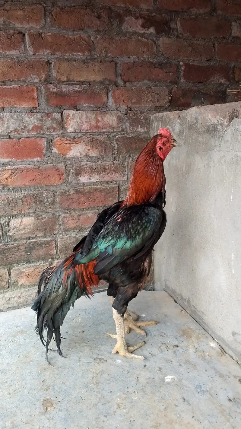 Aseel Thai cross Male for sale | — photo 7