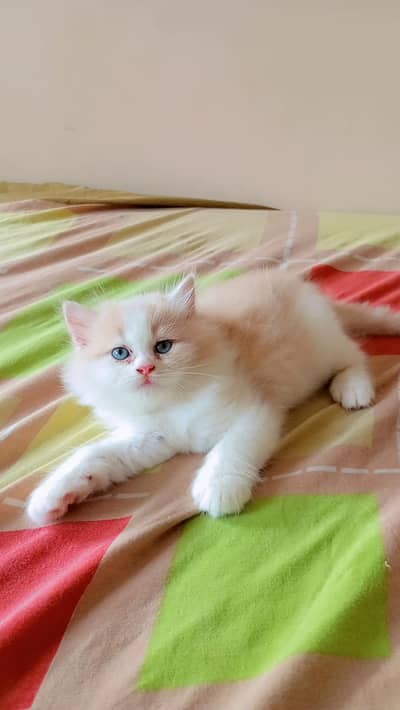 kittens for sell