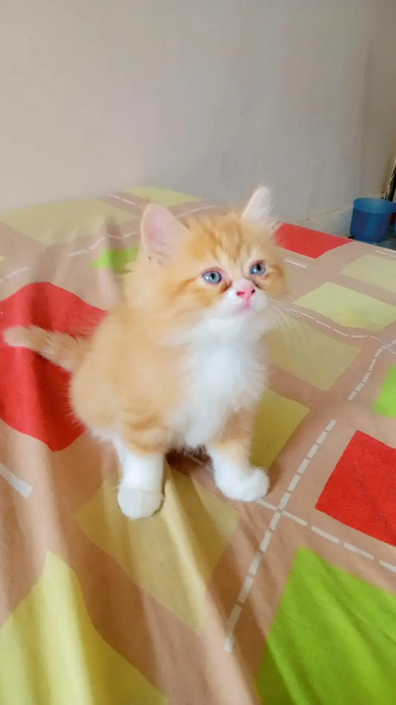 kittens for sell — photo 2