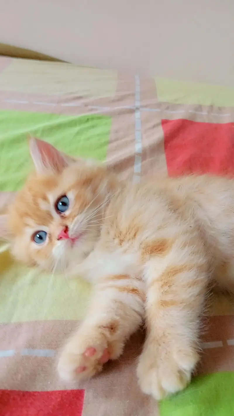kittens for sell — photo 3