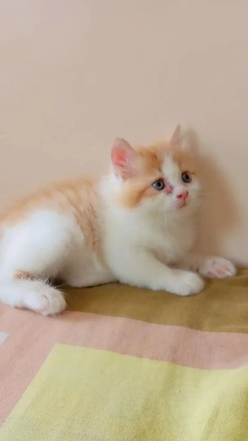 kittens for sell — photo 4