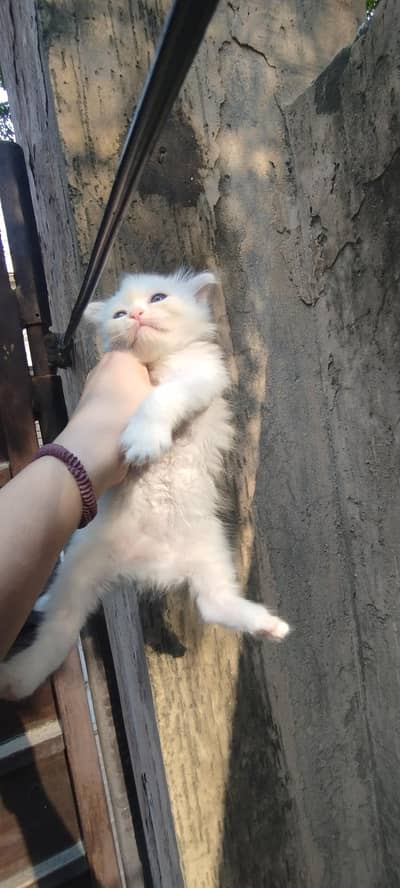 kittens for sale