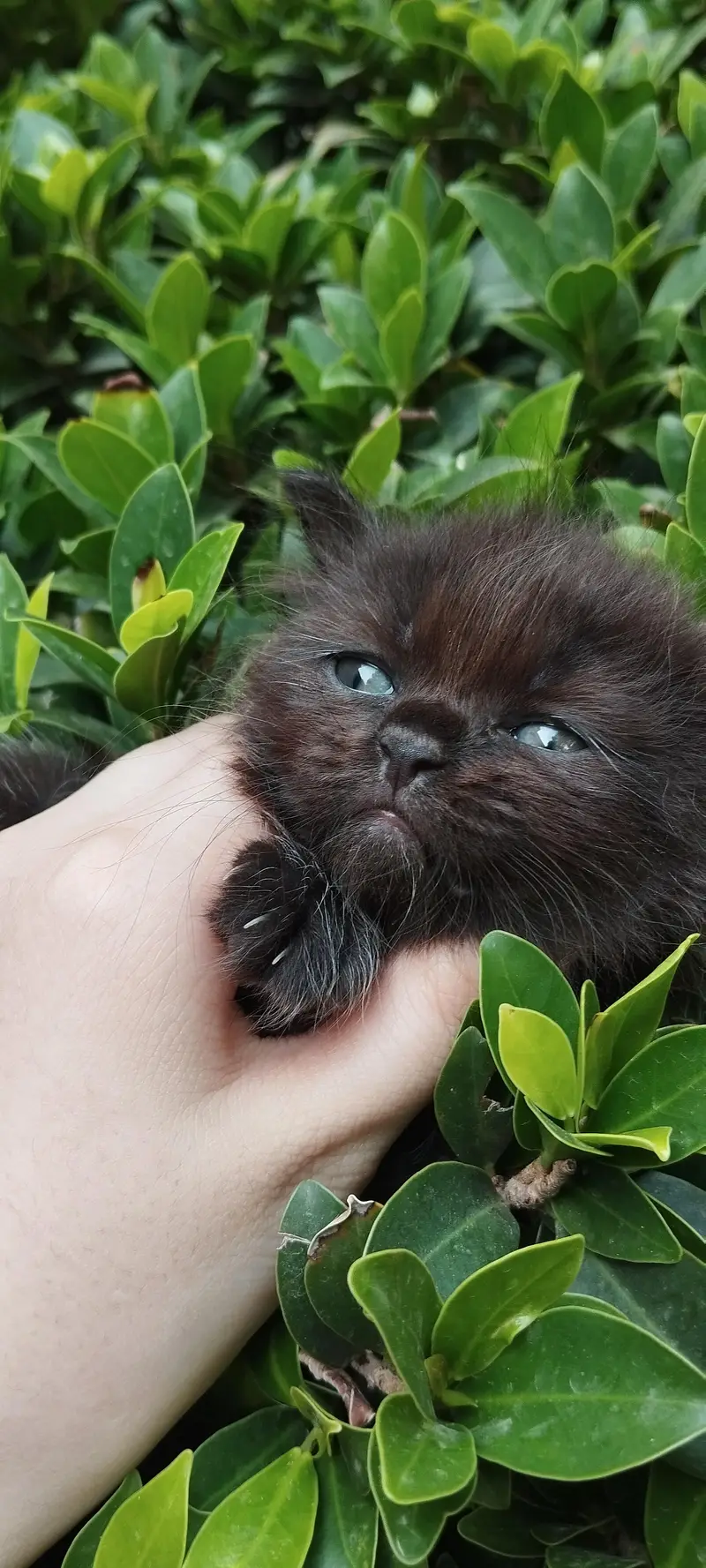 kittens for sale — photo 2