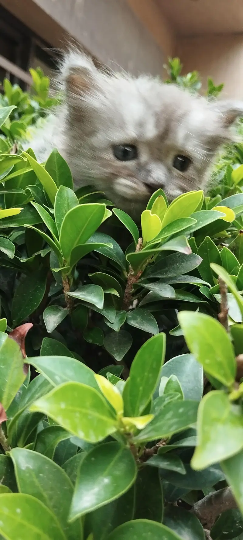 kittens for sale — photo 3