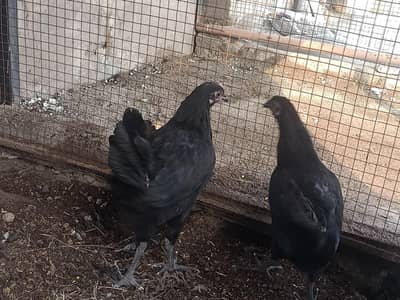 Black desi chickens