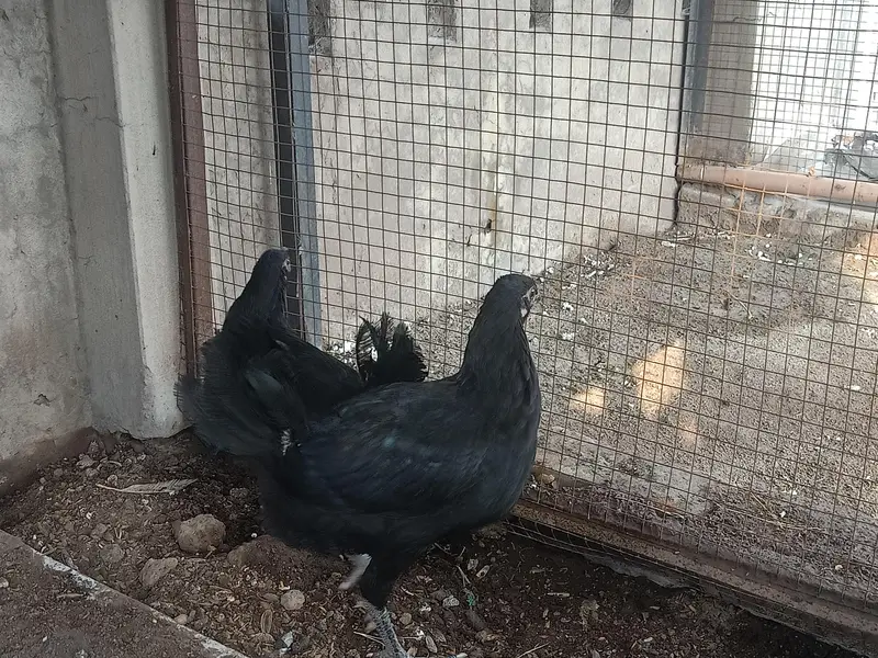 Black desi chickens — photo 2