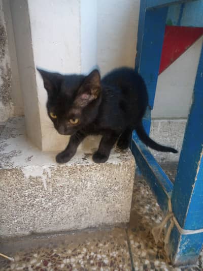 Cute Black Kitten For Sale - Healthy & Playful | Rawalpindi