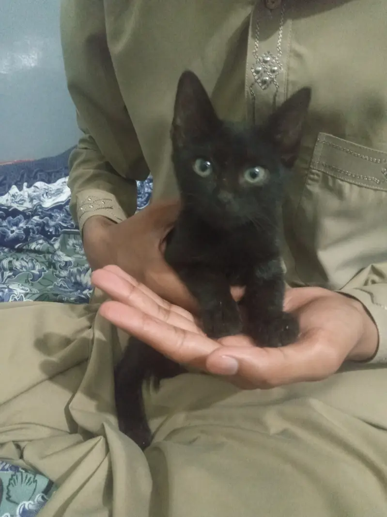 Cute Black Kitten For Sale - Healthy & Playful | Rawalpindi — photo 2