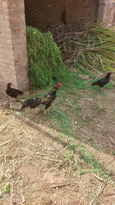 murga