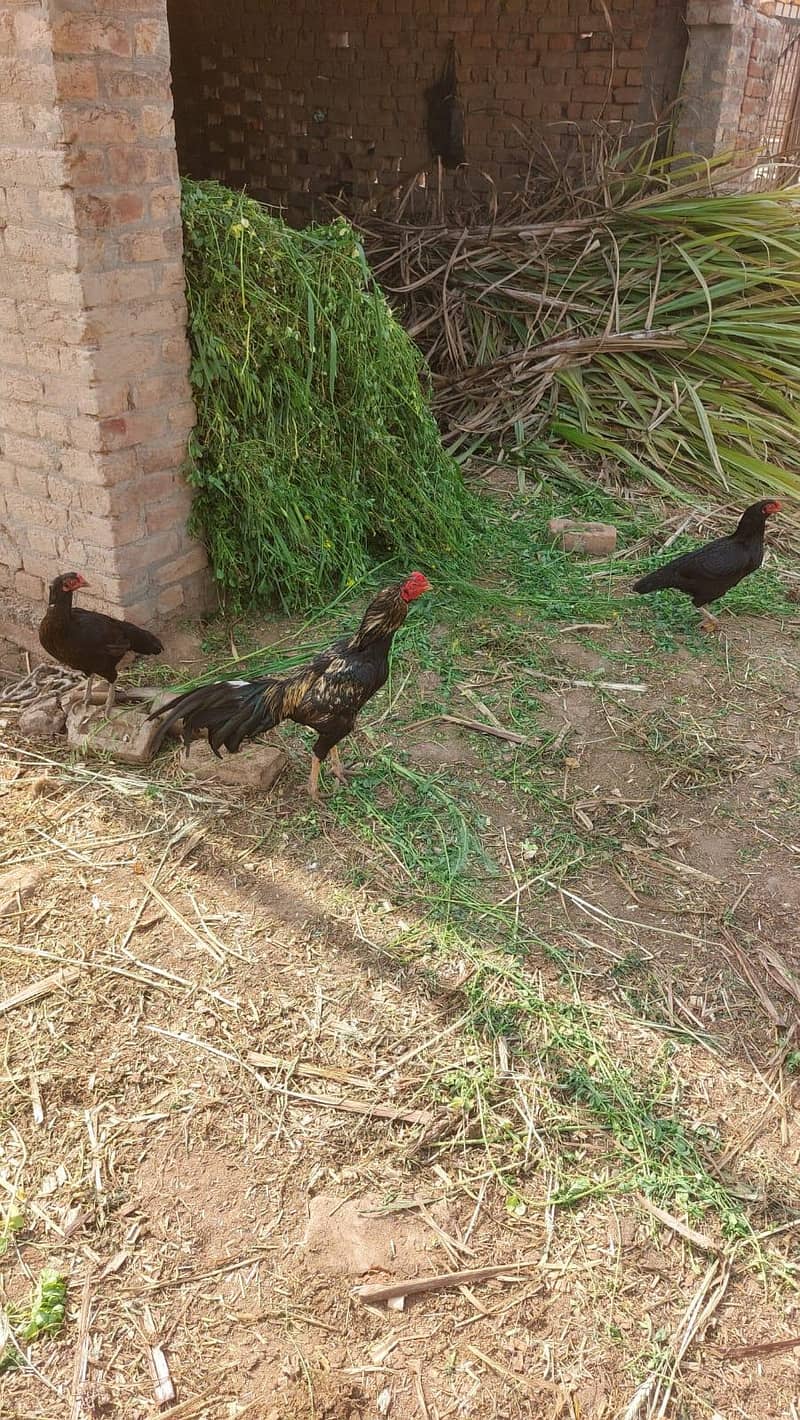 murga 0
