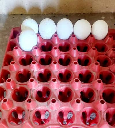 Fresh n fertile eggs of white turky fr sale