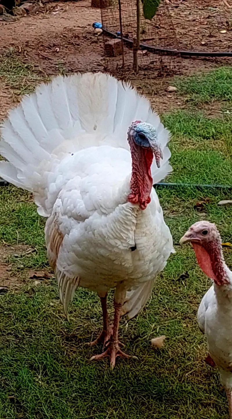 Fresh n fertile eggs of white turky fr sale — photo 2