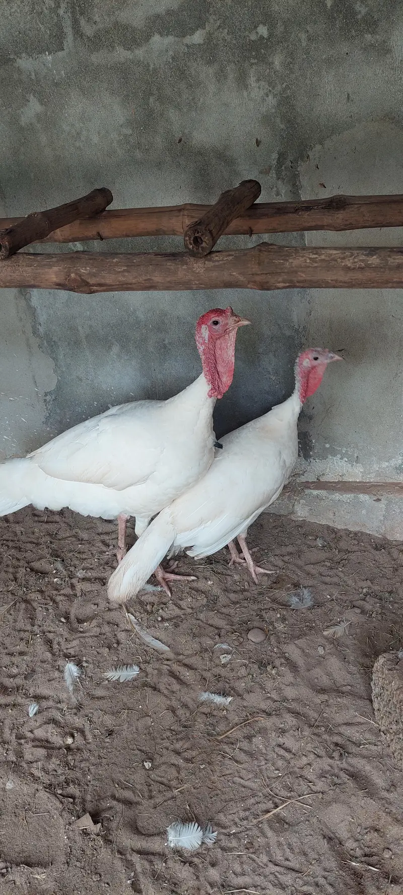 Fresh n fertile eggs of white turky fr sale — photo 3