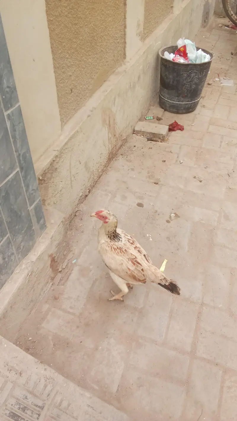 aseel murgi — photo 3