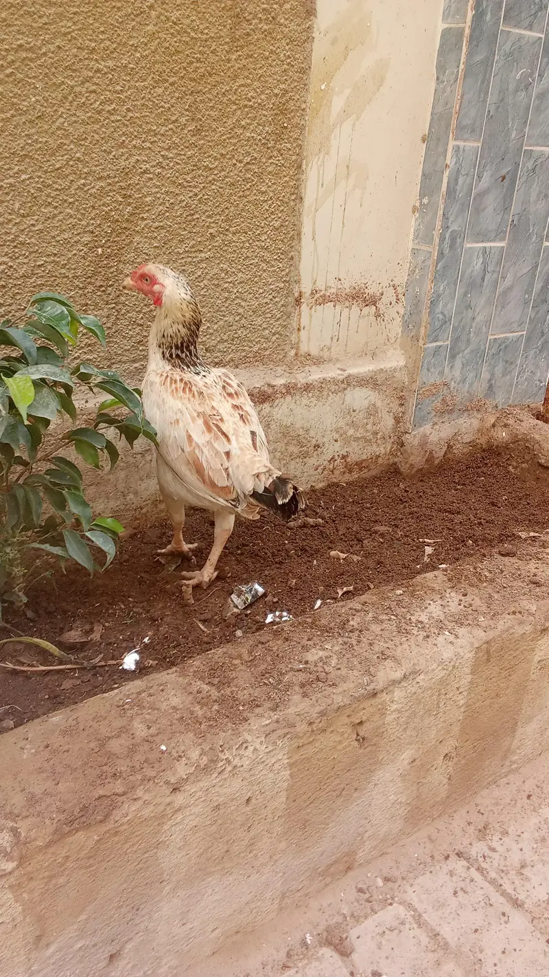 aseel murgi — photo 4