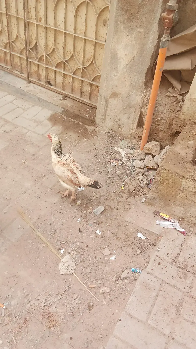 aseel murgi — photo 5