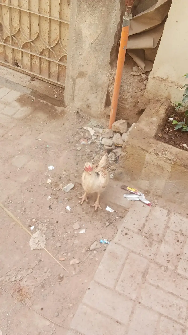 aseel murgi — photo 6