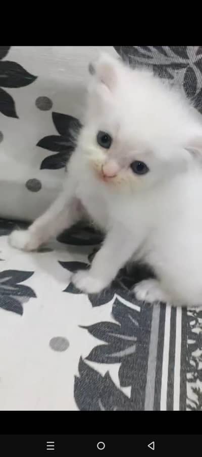persian female and male cats