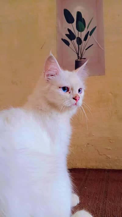 Persian cat for sale reasonable price