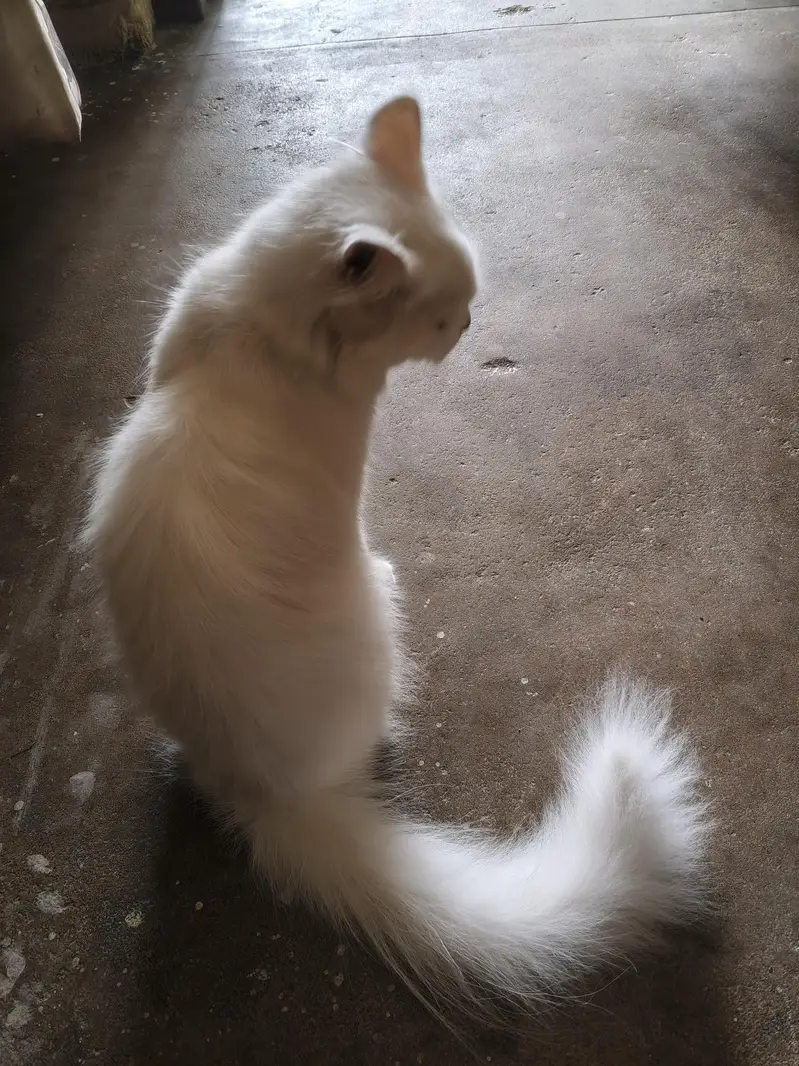 Persian cat for sale reasonable price — photo 2