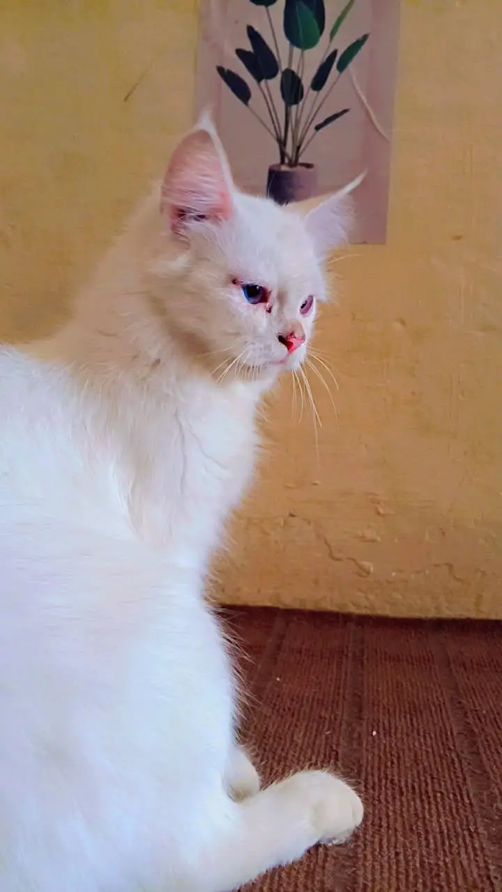 Persian cat for sale reasonable price — photo 3