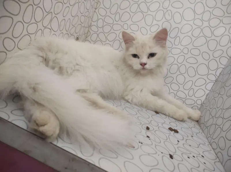 Persian cat for sale reasonable price — photo 4