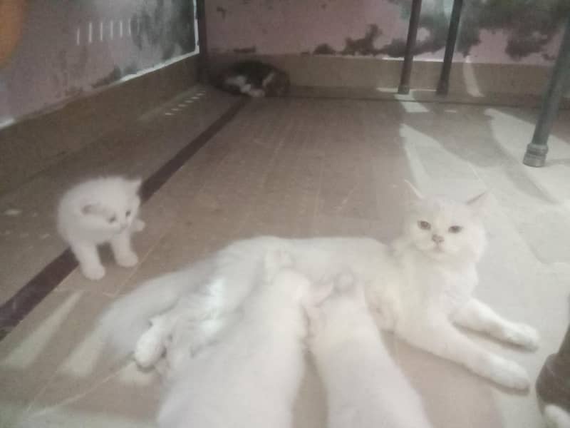 pursion cat. 03108656871 4