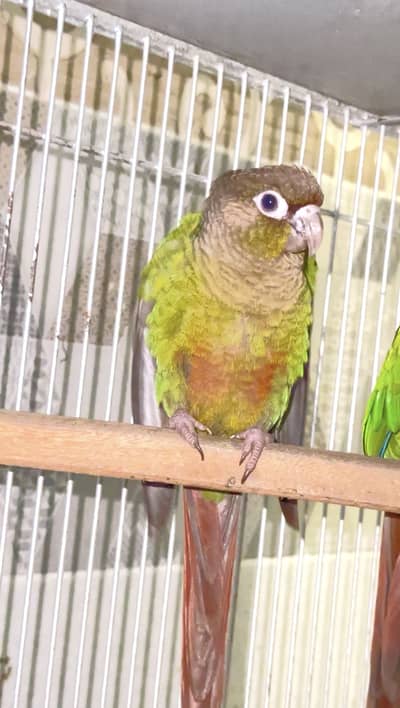 Green cheeck conure non dna piece (0323/7808505)