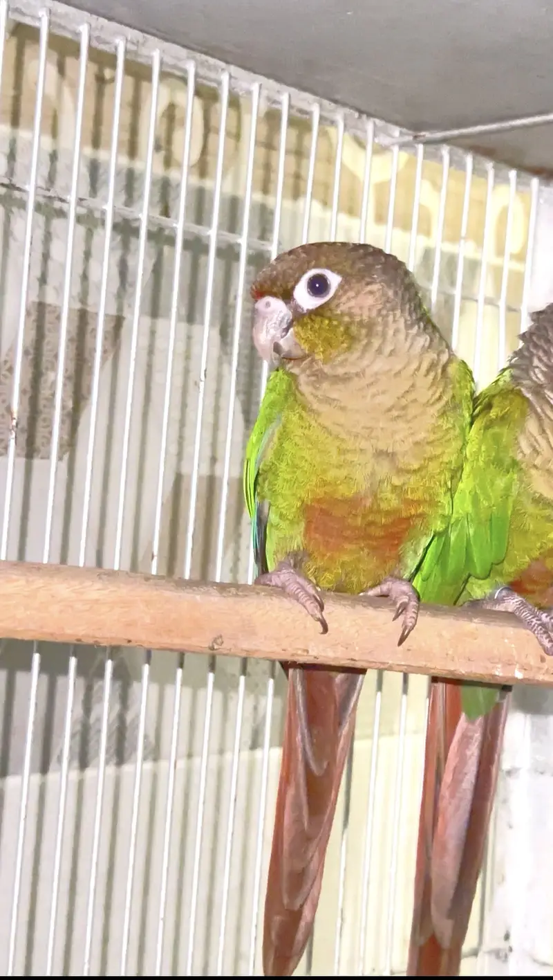 Green cheeck conure non dna piece (0323/7808505) — photo 2