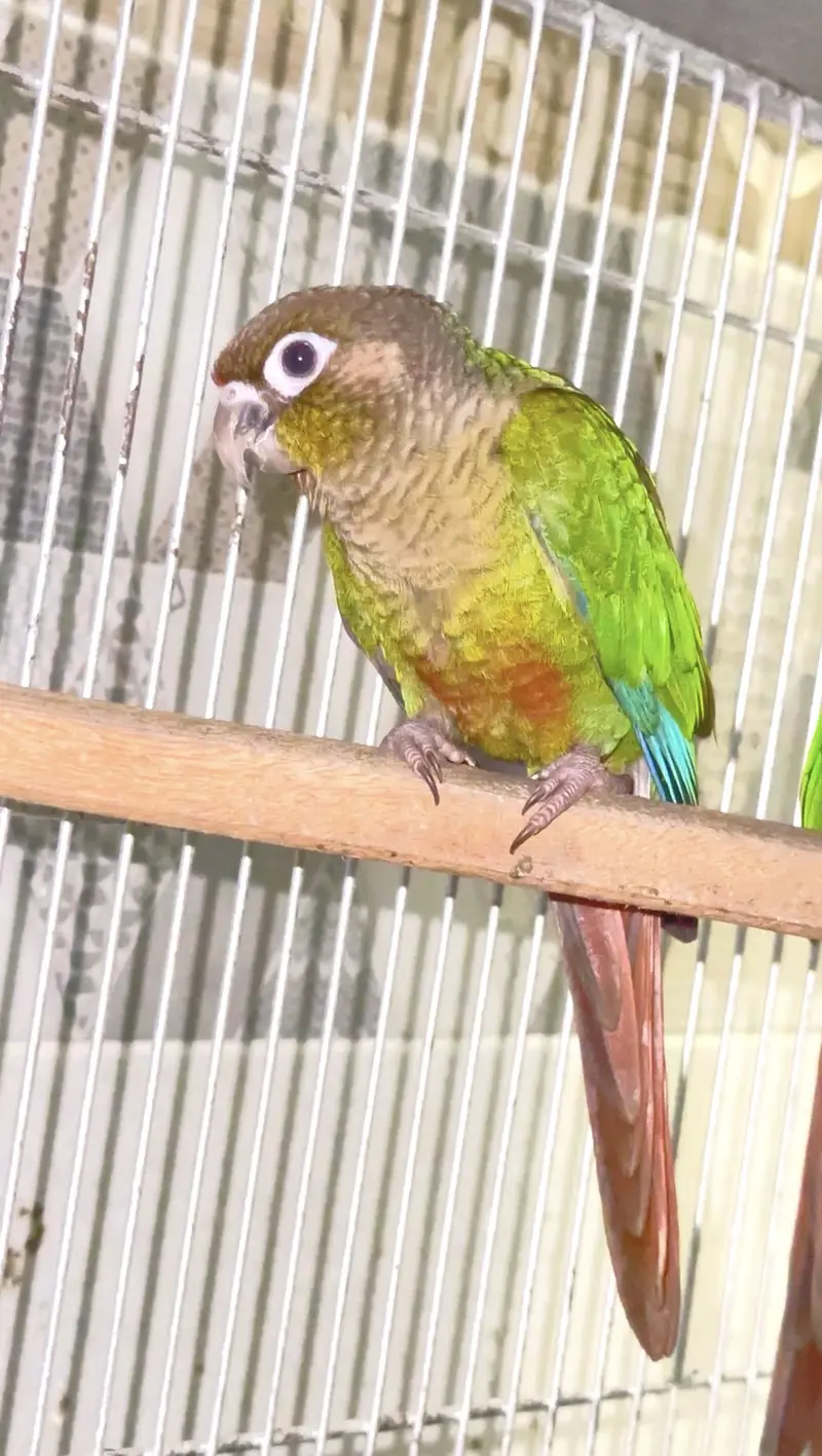 Green cheeck conure non dna piece (0323/7808505) — photo 3