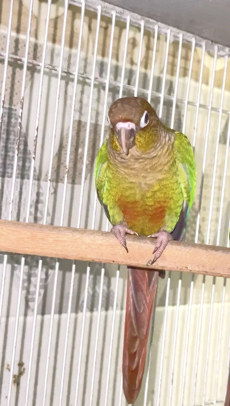 Green cheeck conure non dna piece (0323/7808505) — photo 4