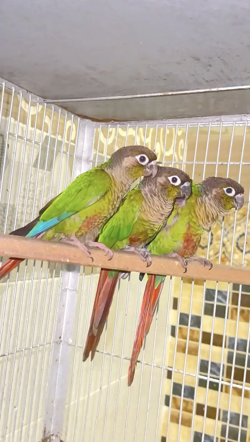 Green cheeck conure non dna piece (0323/7808505) — photo 5