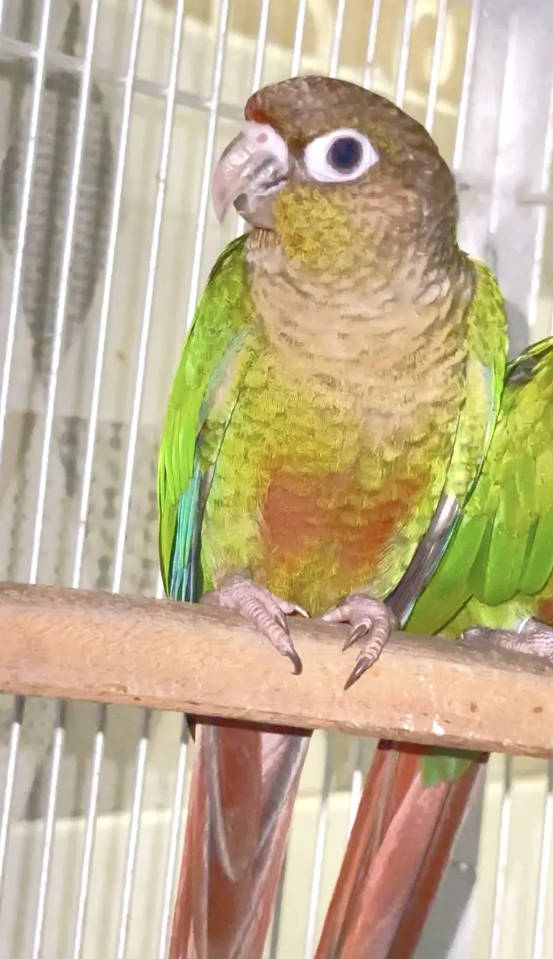 Green cheeck conure non dna piece (0323/7808505) — photo 6