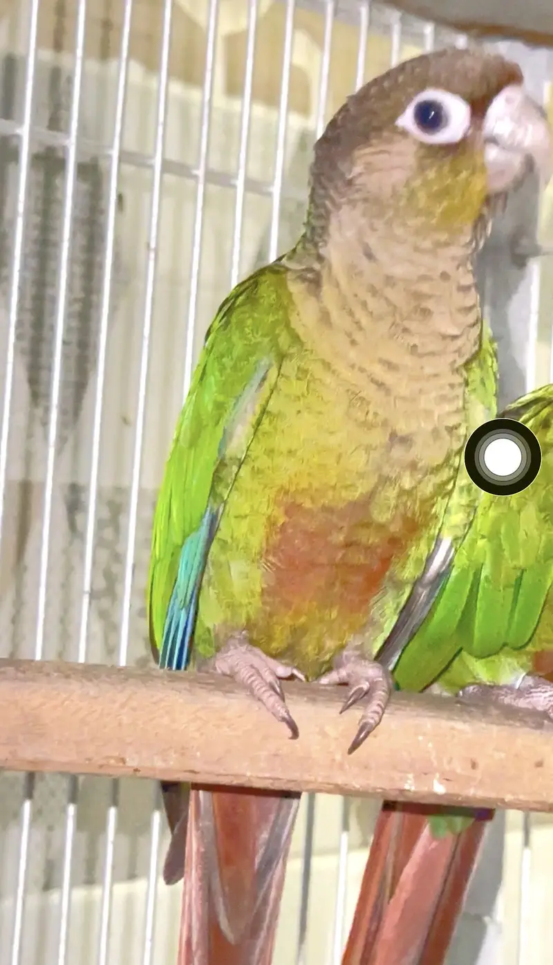 Green cheeck conure non dna piece (0323/7808505) — photo 7