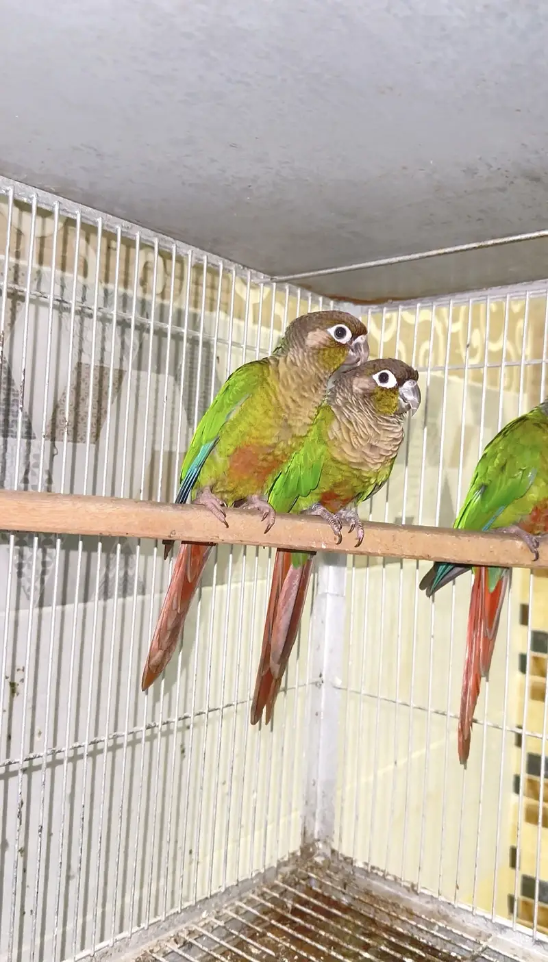 Green cheeck conure non dna piece (0323/7808505) — photo 8