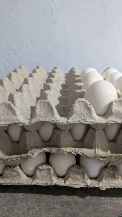 eggs .